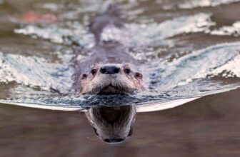 ‘Bizarre Wanting’ Otter Poo Reveals an Sudden Position in Parasite Management