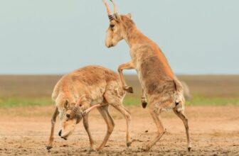 Right here Are the Winners of the 2025 Wildlife Pictures of the Yr Contest