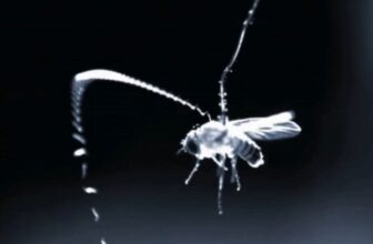 Flying Parasitic Worms Use This Superpower to Ambush Prey Midair