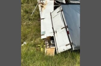 Confusion Abounds as ‘Aggressive’ Lab Monkeys in Mississippi Escape After Truck Crash