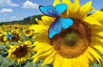 Bluesky Will Check a ‘Dislike’ Possibility. It May Assist Repair a Enormous Downside