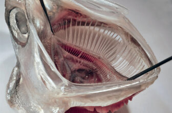 Fish-Impressed Laundry Filter Reveals Early Promise In opposition to Microplastics