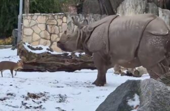 Invoice Gates Warns of a Darkish Development In Miserable Annual Letter So This is a Little Deer Man Completely Proudly owning a Rhinoceros