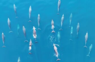 The World’s Oceans Soaked Up Document-Breaking Warmth for the ninth Straight Yr